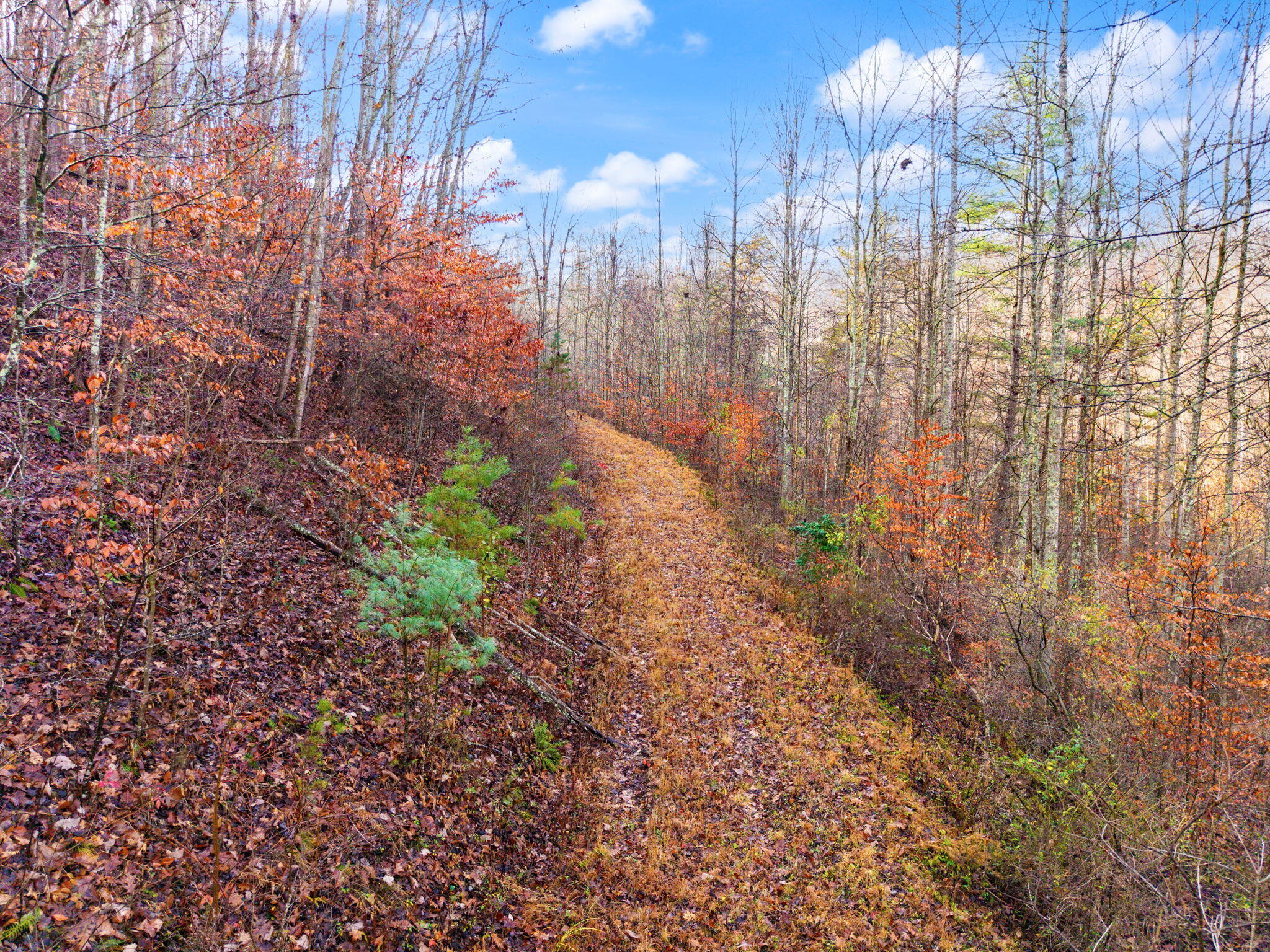 Campton, Kentucky 41301, United States, ,Land,Active,248901