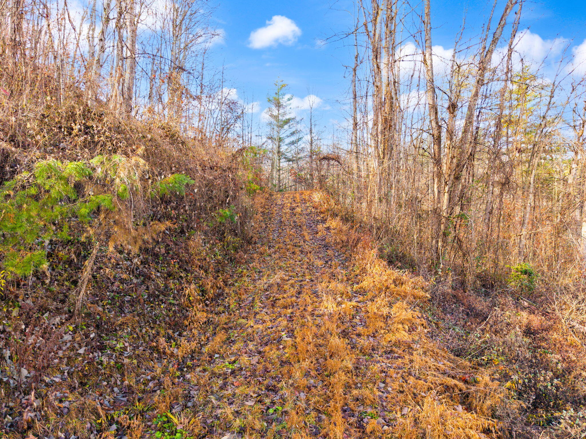 Campton, Kentucky 41301, United States, ,Land,Active,248901