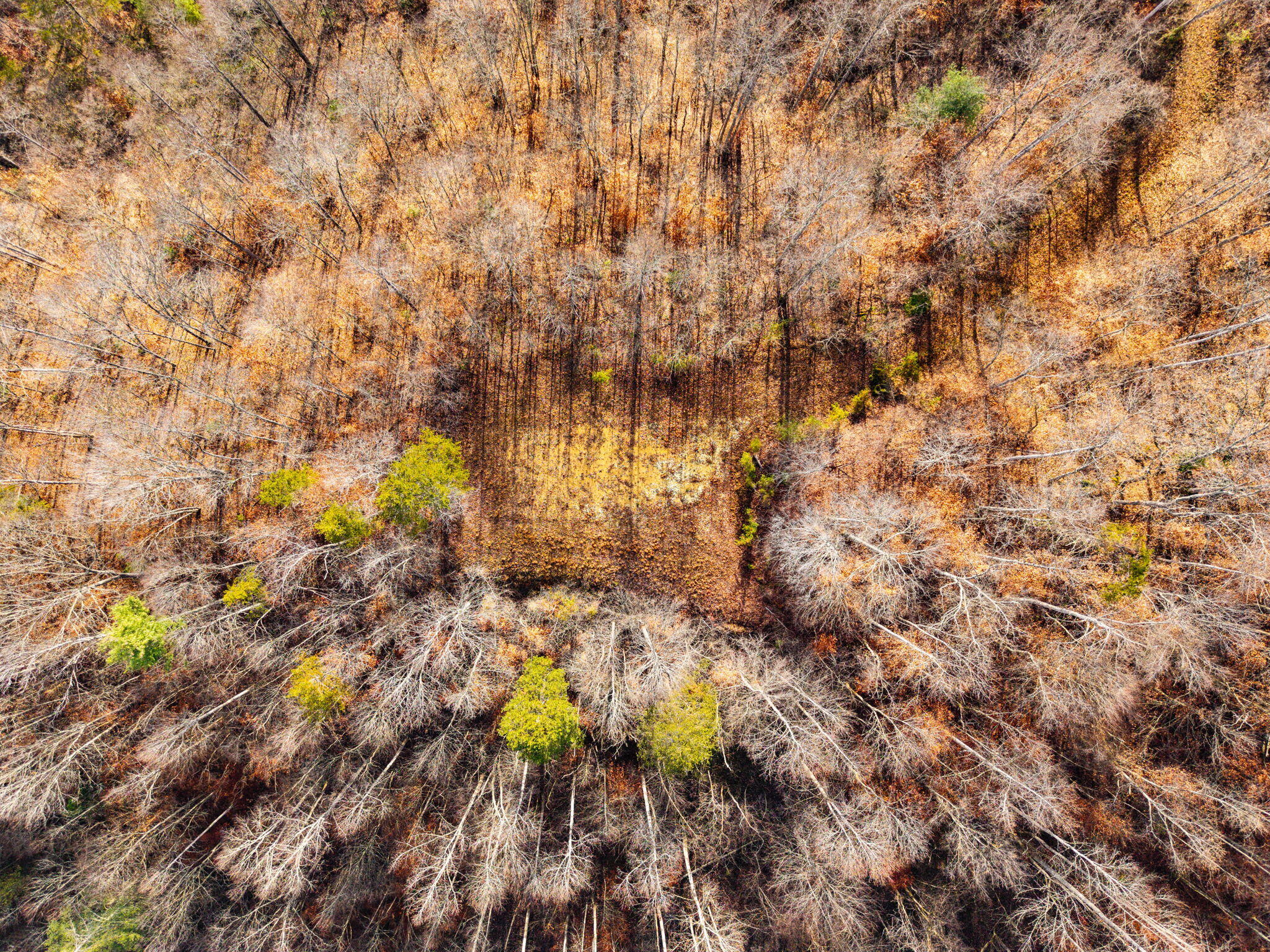 Campton, Kentucky 41301, United States, ,Land,Active,248901