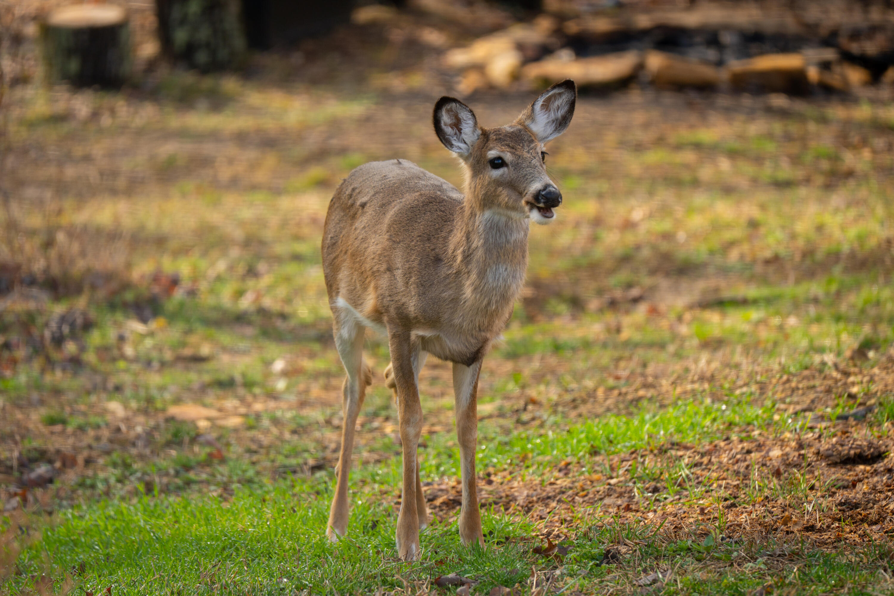 Irvine, Kentucky 40336, United States, 3 Bedrooms Bedrooms, ,2 BathroomsBathrooms,Residential,Active,164552
