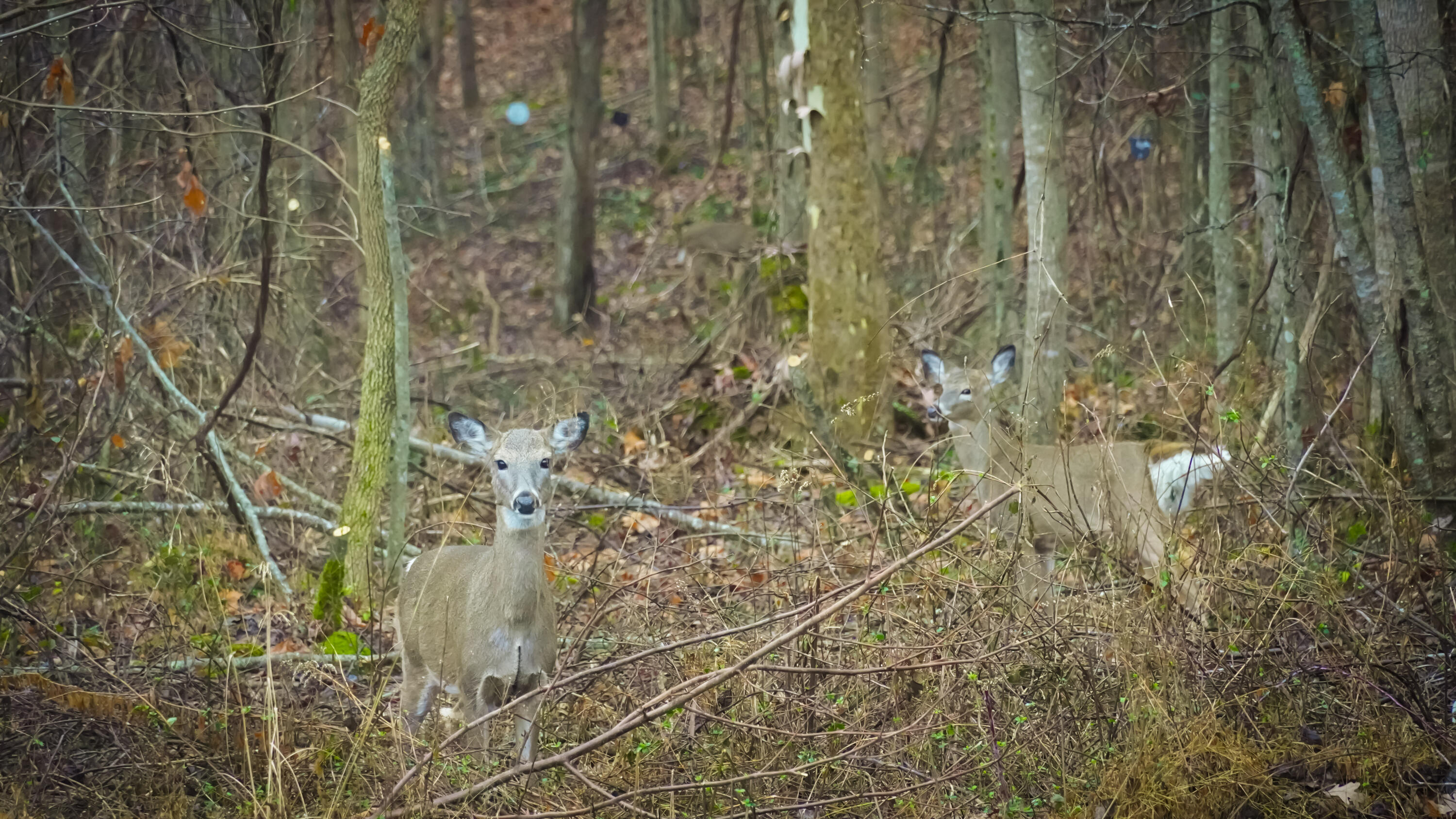 Irvine, Kentucky 40336, United States, 3 Bedrooms Bedrooms, ,2 BathroomsBathrooms,Residential,Active,164552