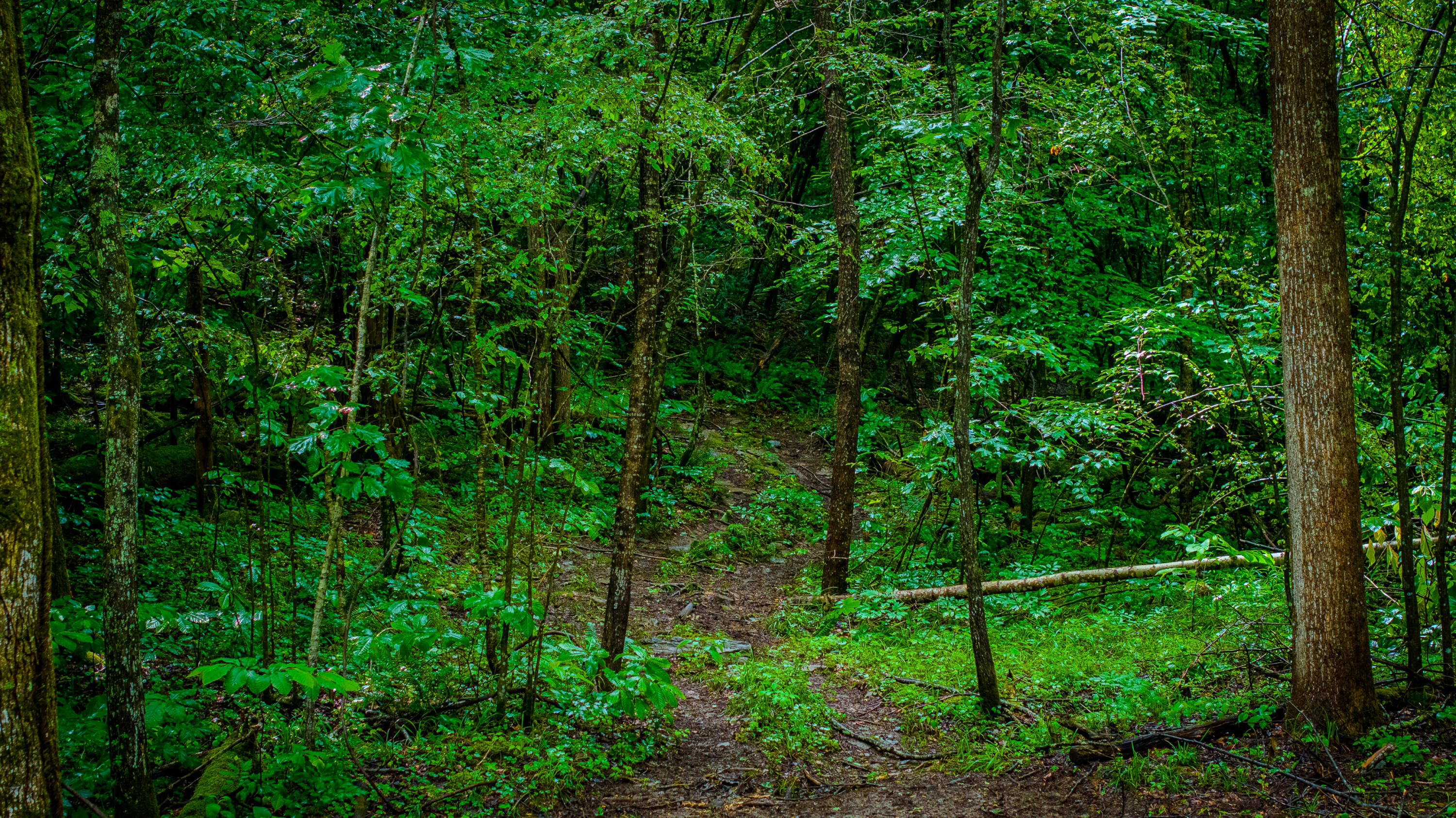 Irvine, Kentucky 40336, United States, 3 Bedrooms Bedrooms, ,2 BathroomsBathrooms,Residential,Active,164552