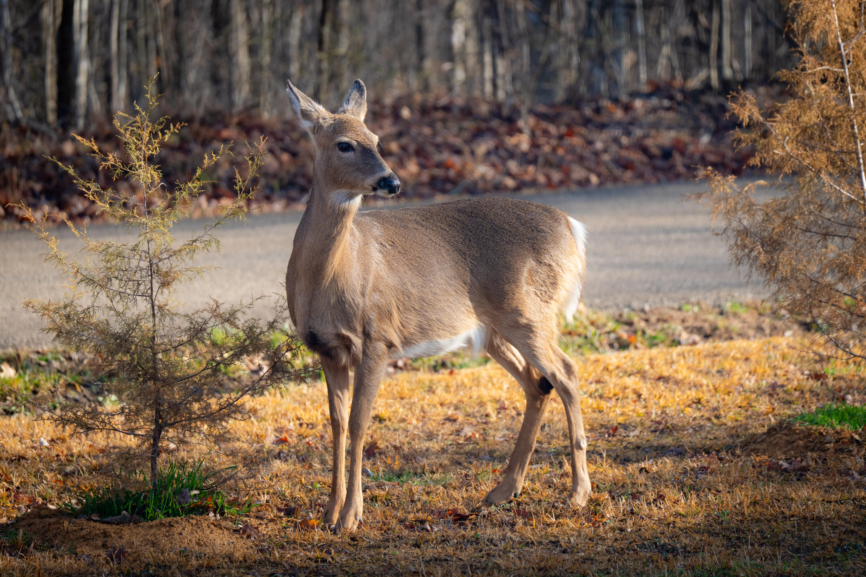 Irvine, Kentucky 40336, United States, 3 Bedrooms Bedrooms, ,2 BathroomsBathrooms,Residential,Active,164552
