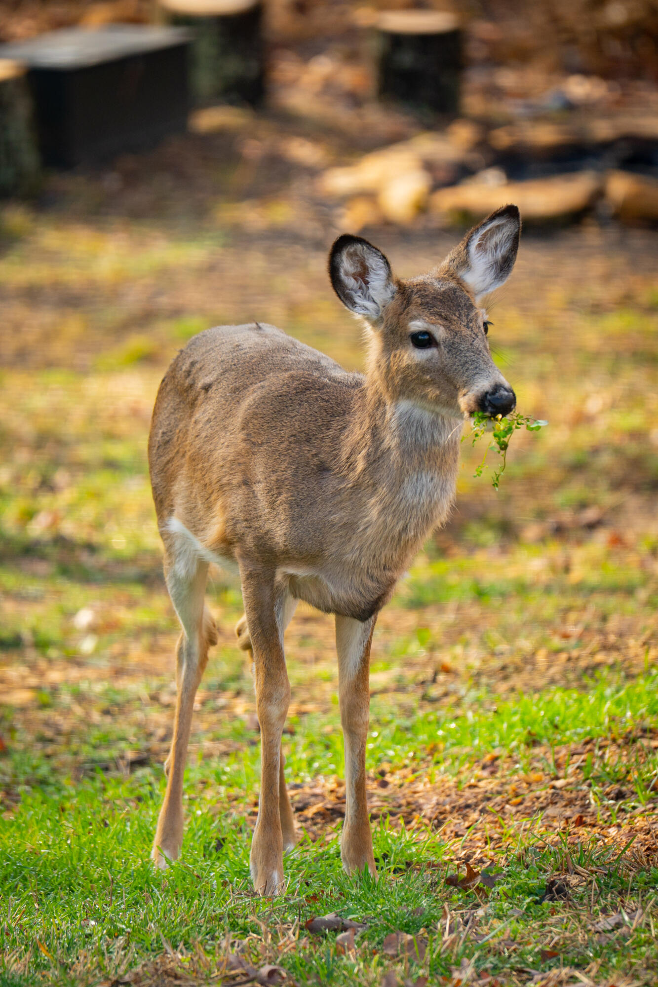 Irvine, Kentucky 40336, United States, 3 Bedrooms Bedrooms, ,2 BathroomsBathrooms,Residential,Active,164552