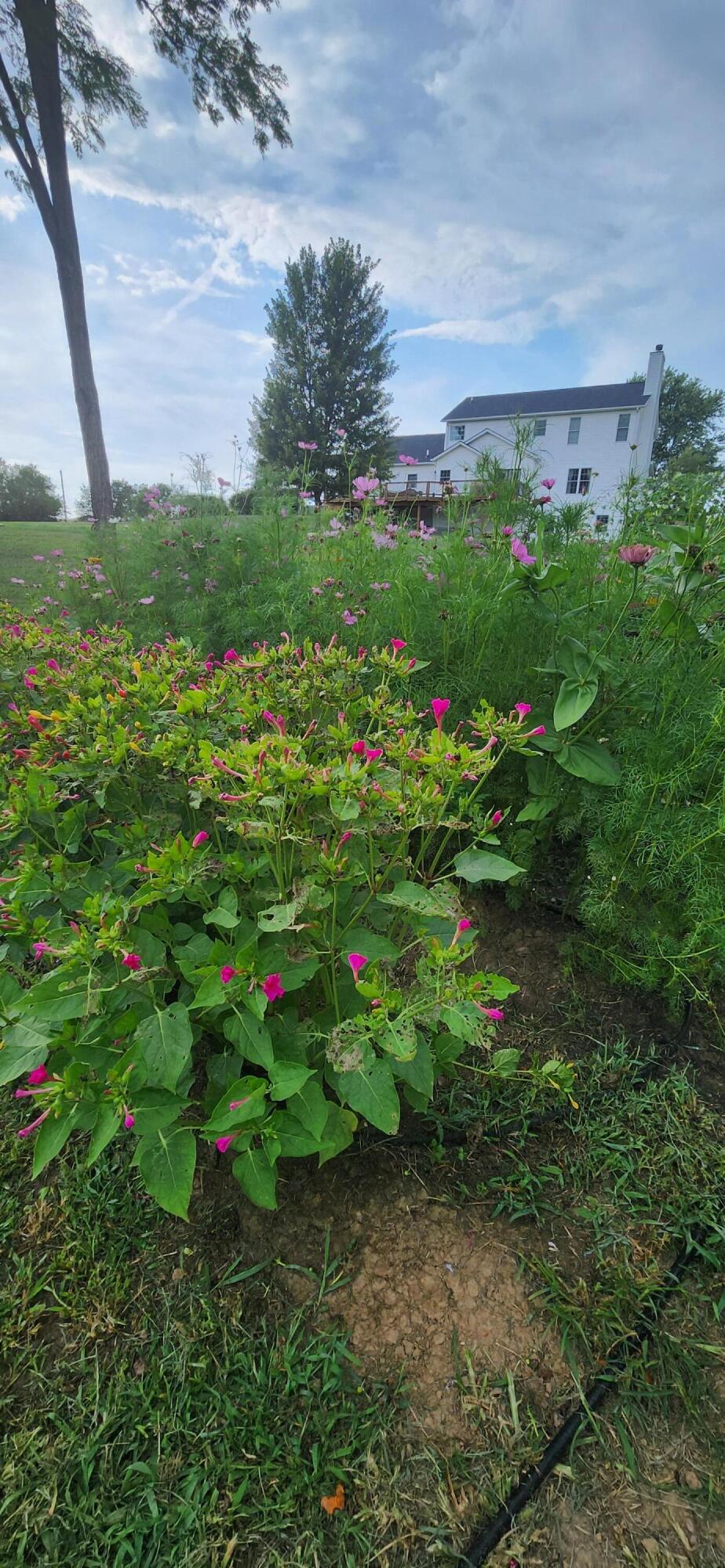 Paris, Kentucky 40361, United States, 4 Bedrooms Bedrooms, ,4 BathroomsBathrooms,Residential,Active,91944