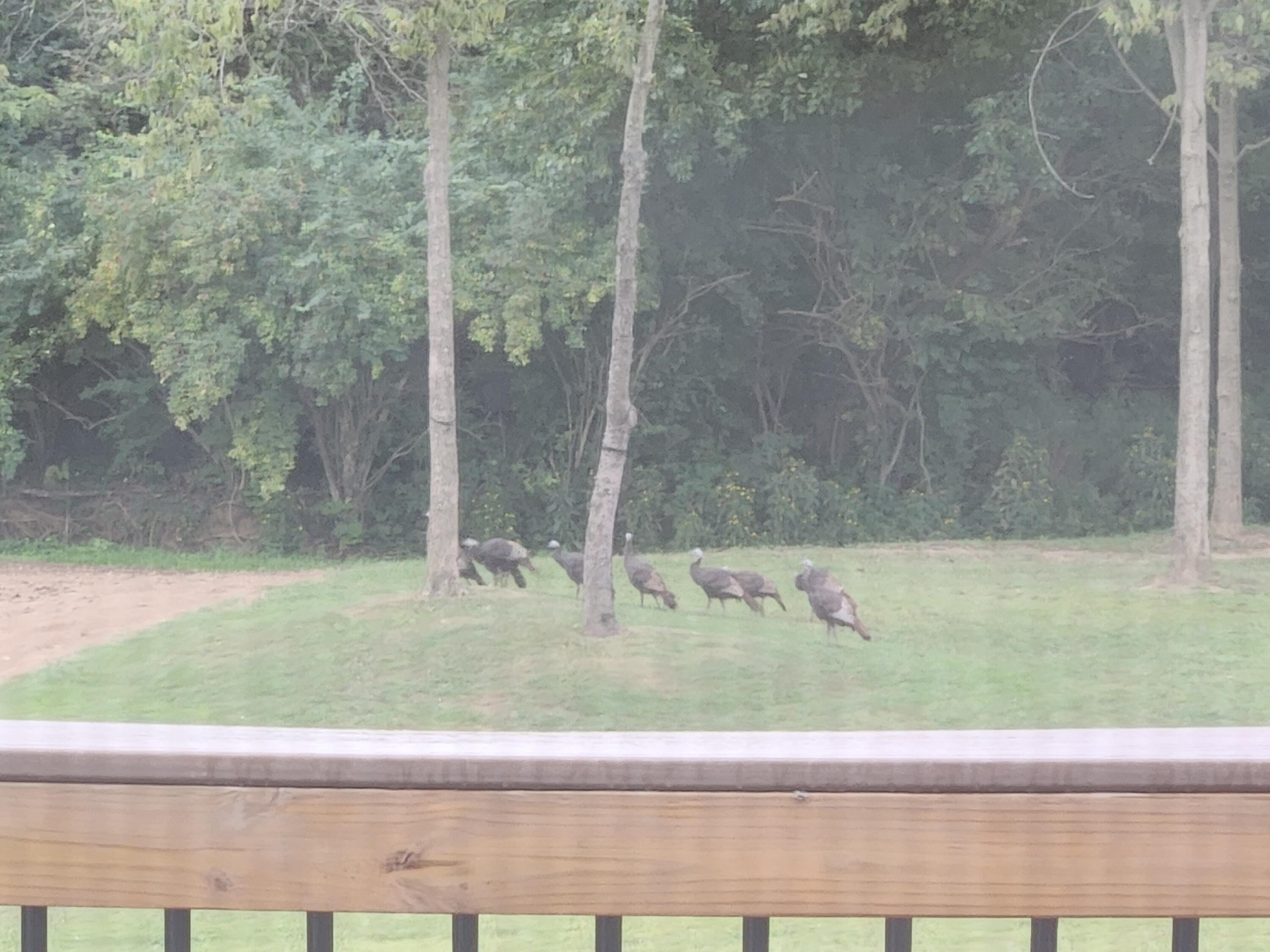 Paris, Kentucky 40361, United States, 4 Bedrooms Bedrooms, ,4 BathroomsBathrooms,Residential,Active,91944