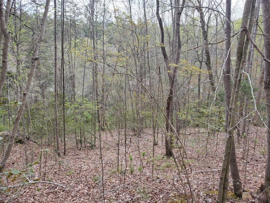 356 BOULDER DR, LONDON, KY 40741 - Image ecba08ecd56a5dd613da06c3a1b855d2/3799554218