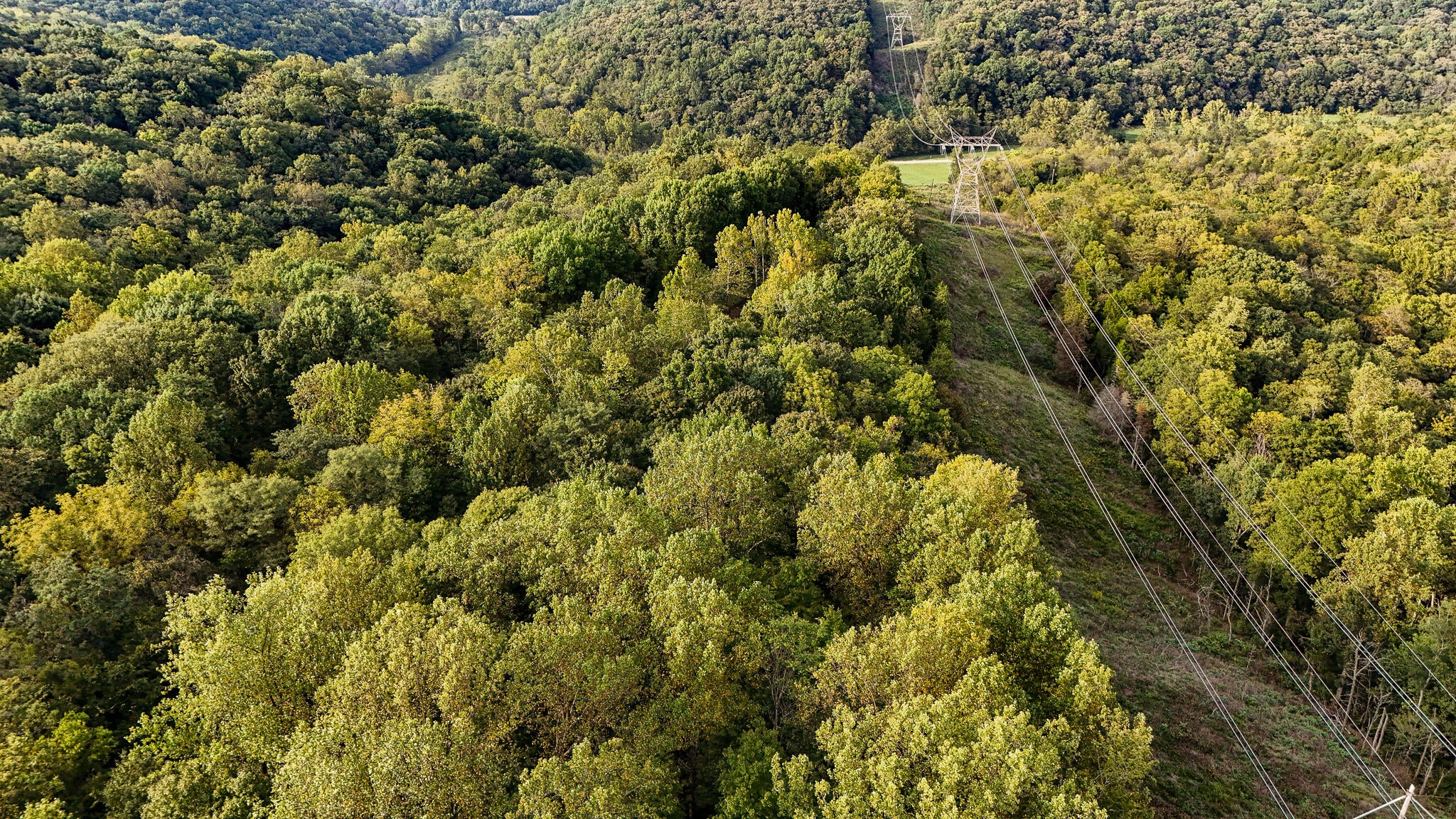Tract 1 Parcel 2 61.468 Acres Mount Pleasant Road - Photo 4