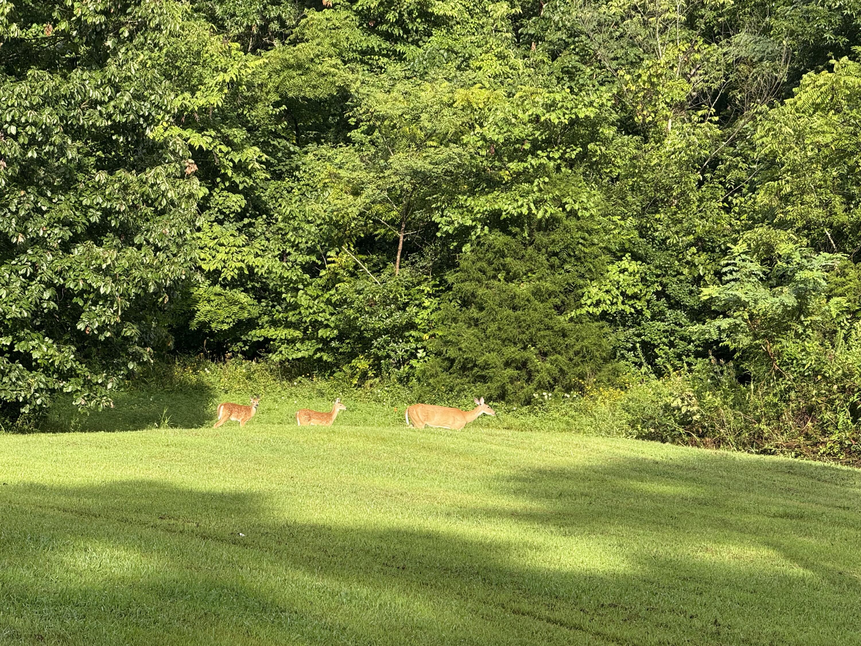 Berea, Kentucky 40403, United States, 3 Bedrooms Bedrooms, ,3 BathroomsBathrooms,Residential,Active,188906