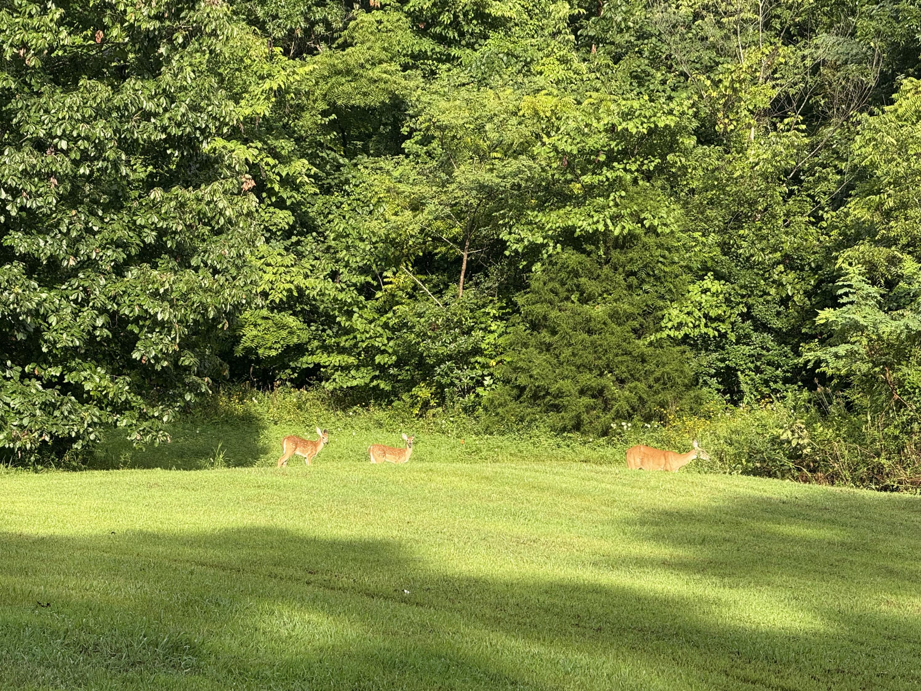 Berea, Kentucky 40403, United States, 3 Bedrooms Bedrooms, ,3 BathroomsBathrooms,Residential,Active,188906