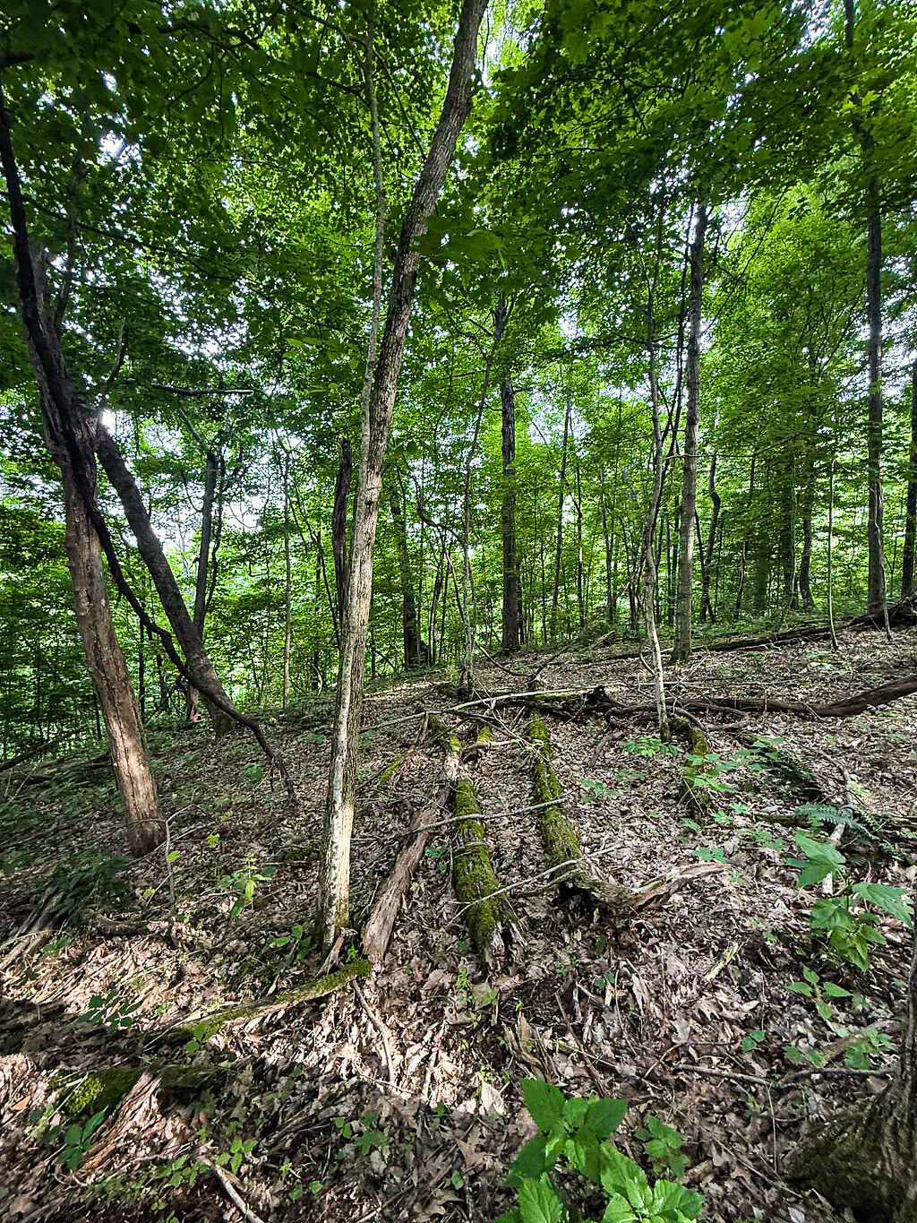 Booneville, Kentucky 41314, United States, ,Residential,Active,143445