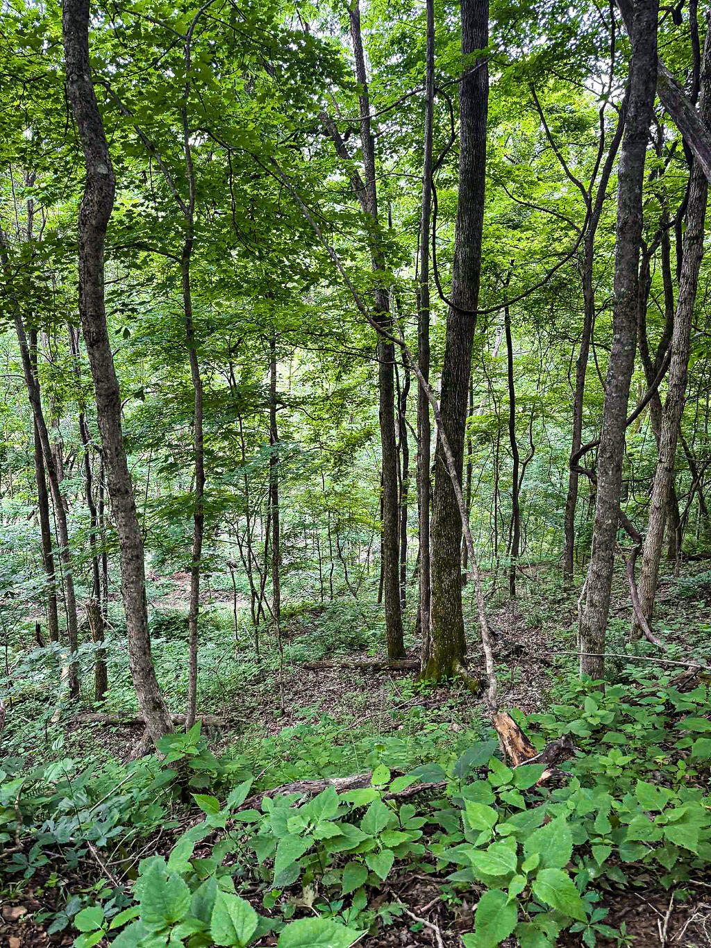 Booneville, Kentucky 41314, United States, ,Residential,Active,143445