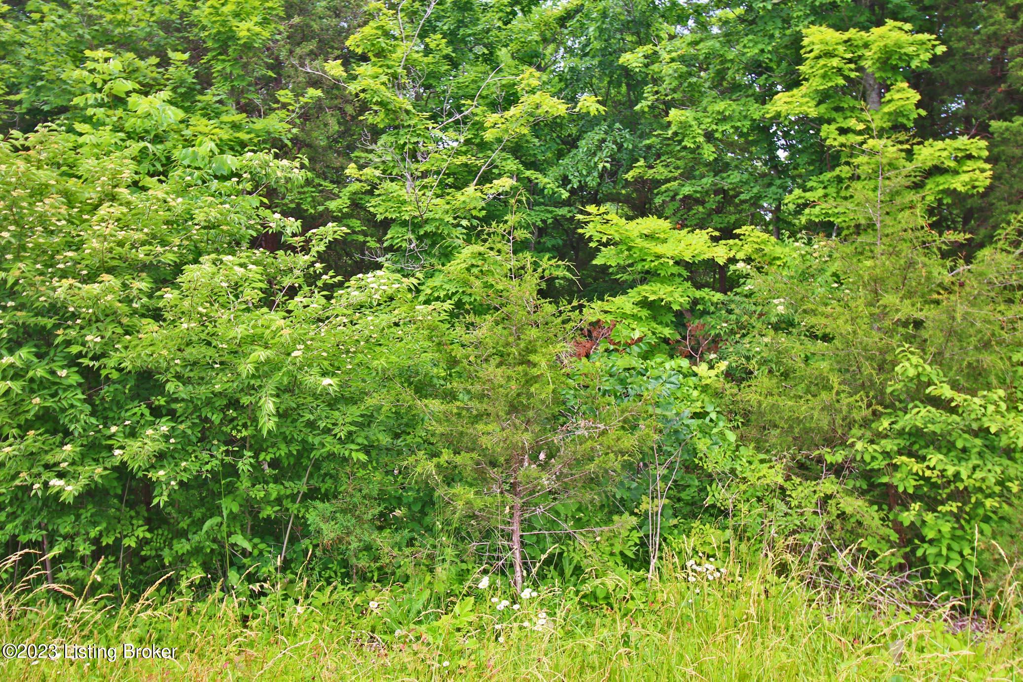 9445 Bob Rogers Rd, Frankfort, Kentucky image 6