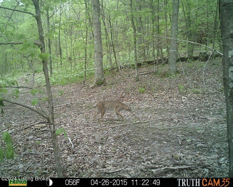 Benleo Rd, Bowling Green, Kentucky image 7