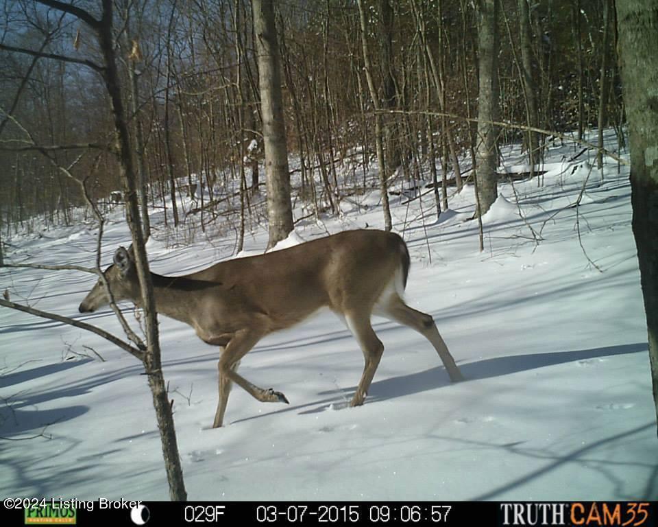 Benleo Rd, Bowling Green, Kentucky image 21