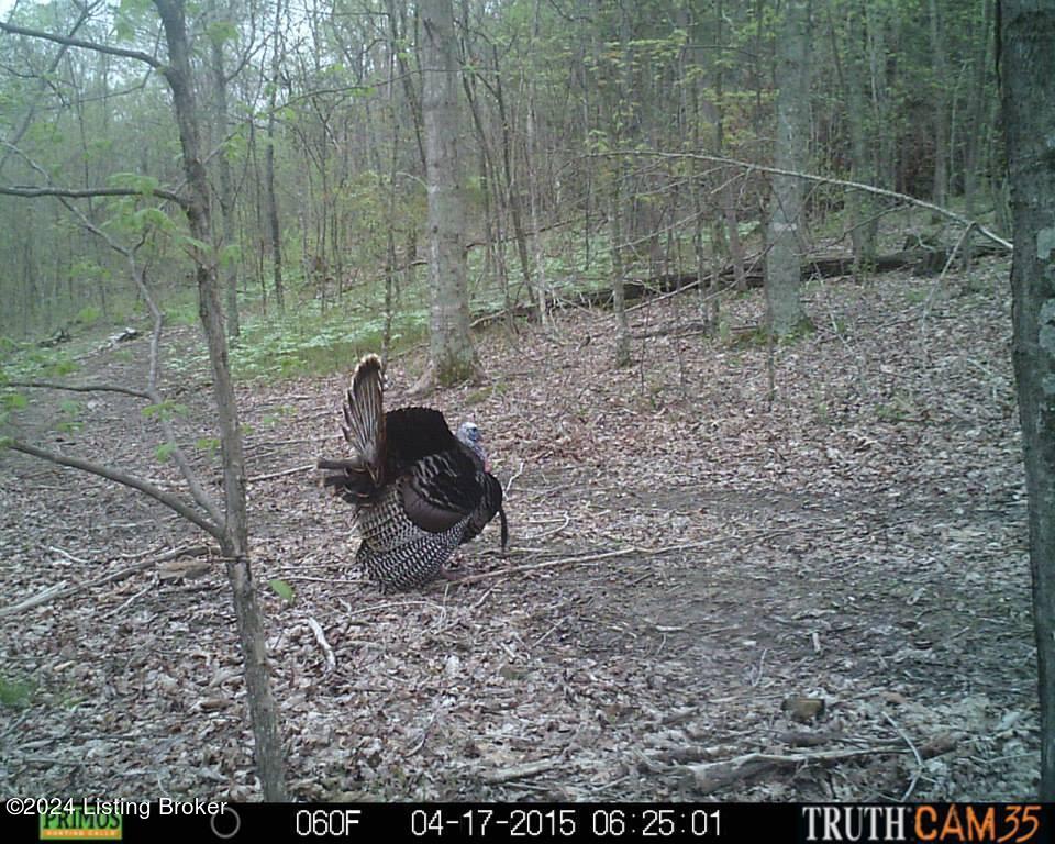 Benleo Rd, Bowling Green, Kentucky image 25