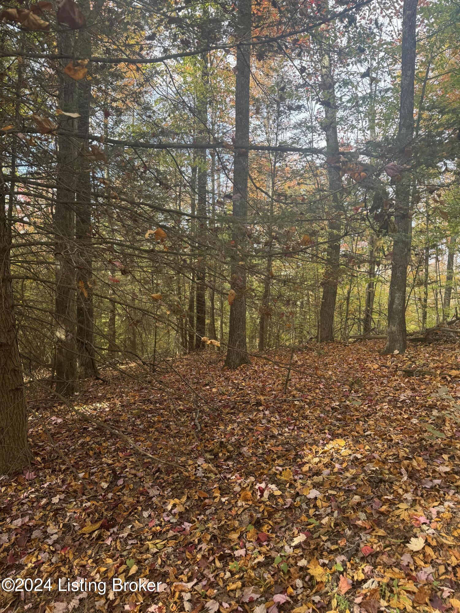 Ditney Ridge Rd, Morehead, Kentucky image 35