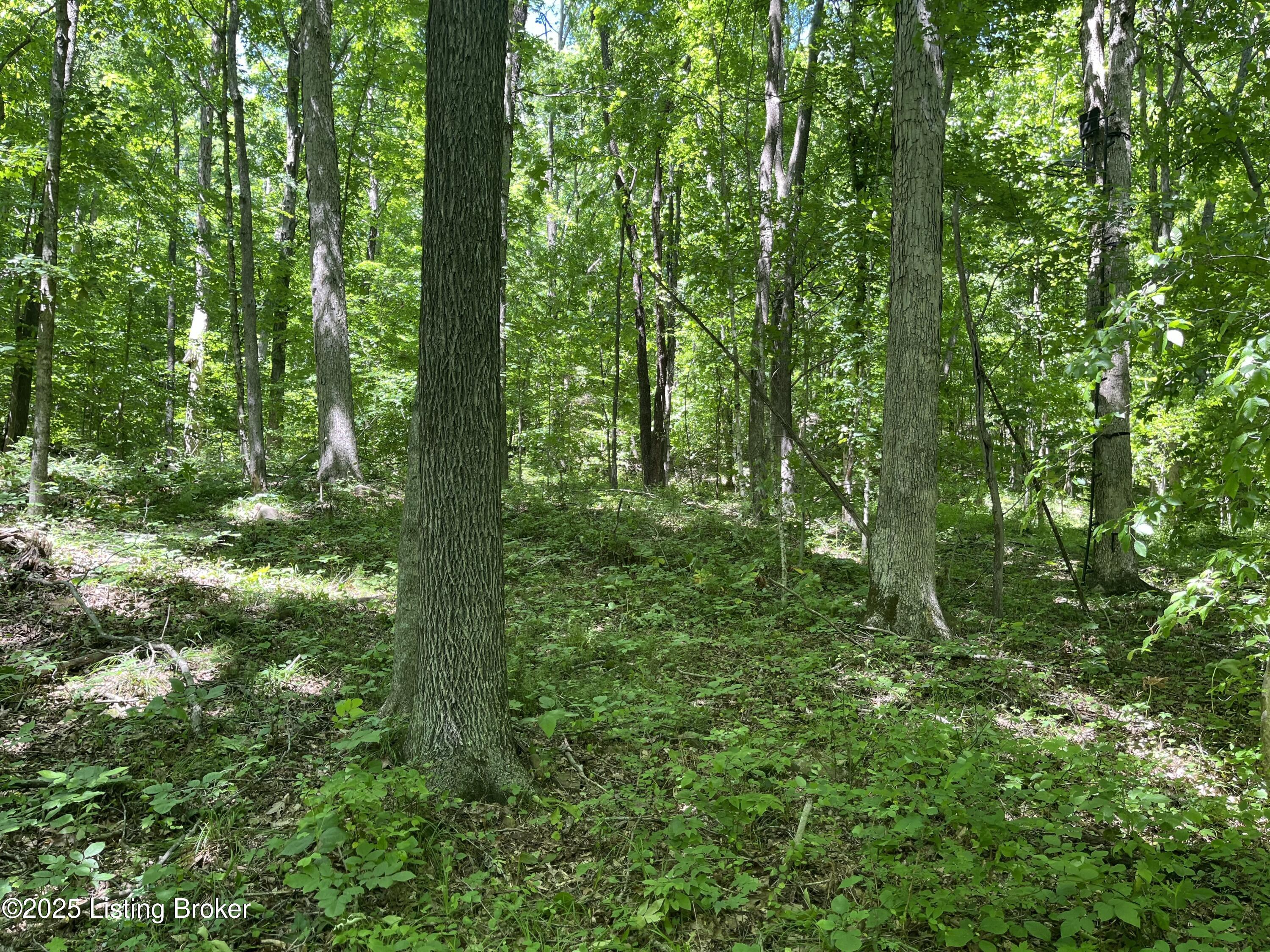 950 Bear Creek Dr, Leitchfield, Kentucky image 11