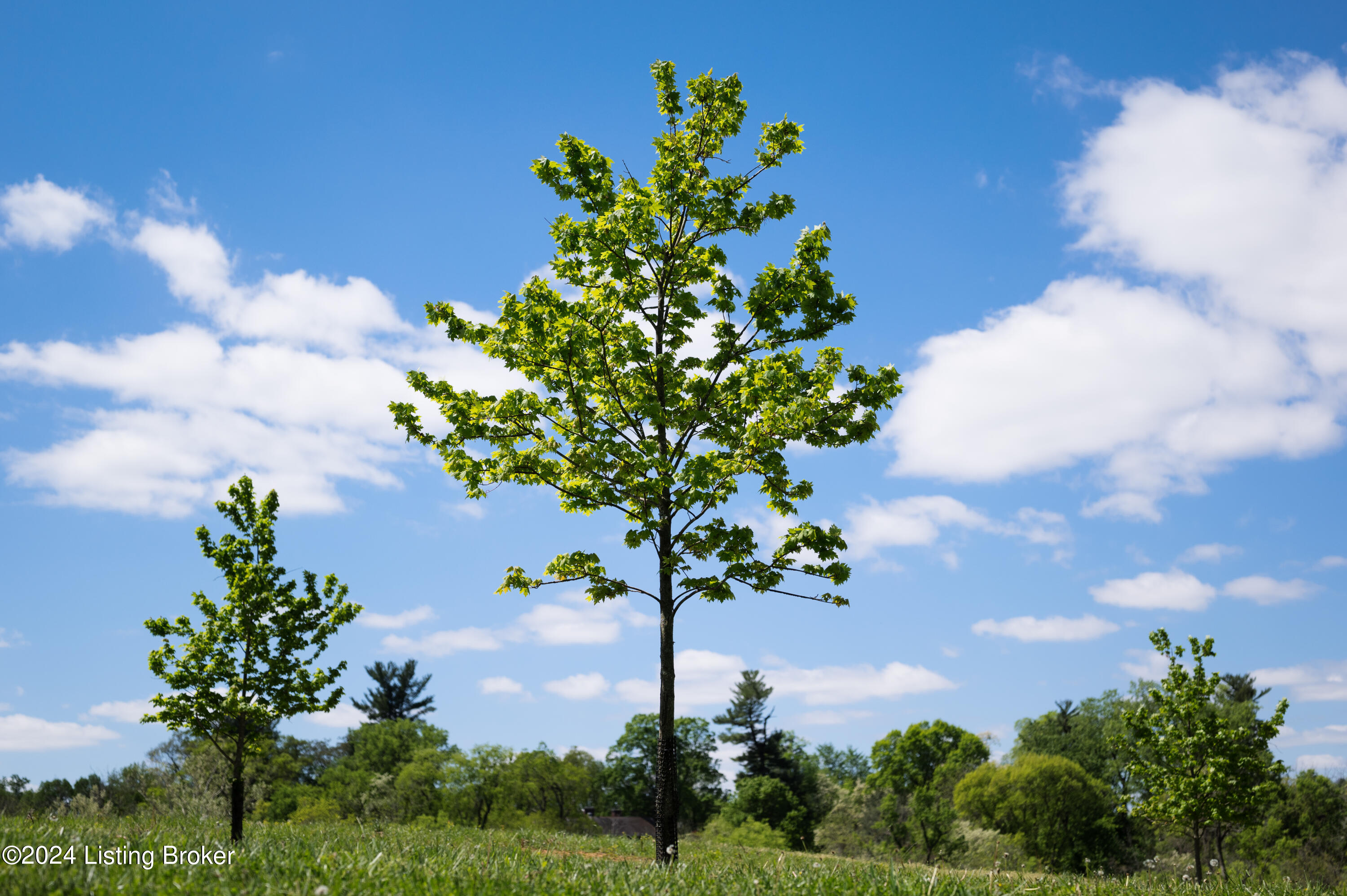 Lot 7 Poplar Hill Bluff, Louisville, Kentucky image 6