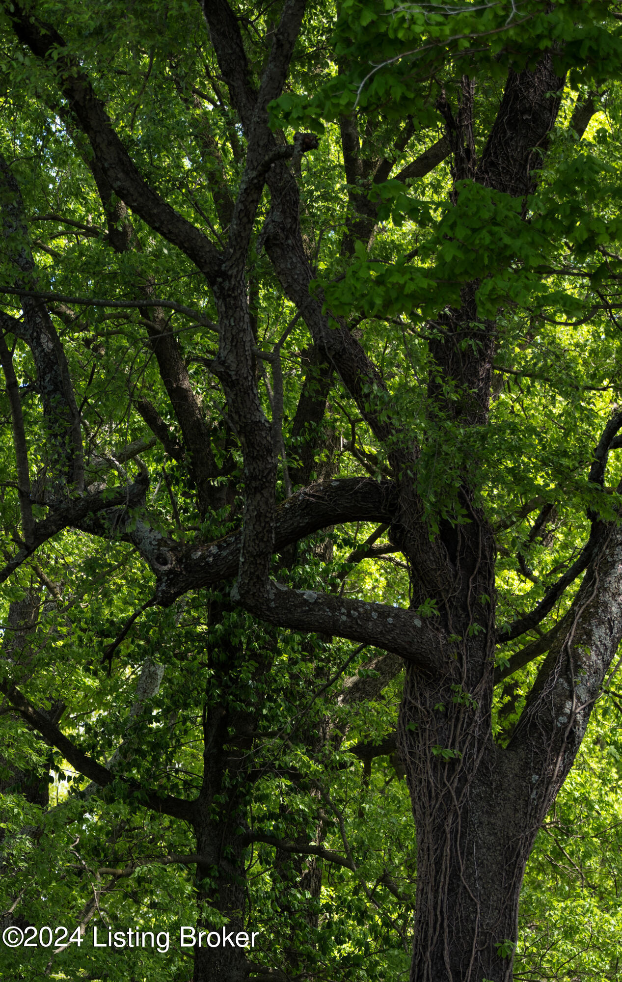 Lot 7 Poplar Hill Bluff, Louisville, Kentucky image 8