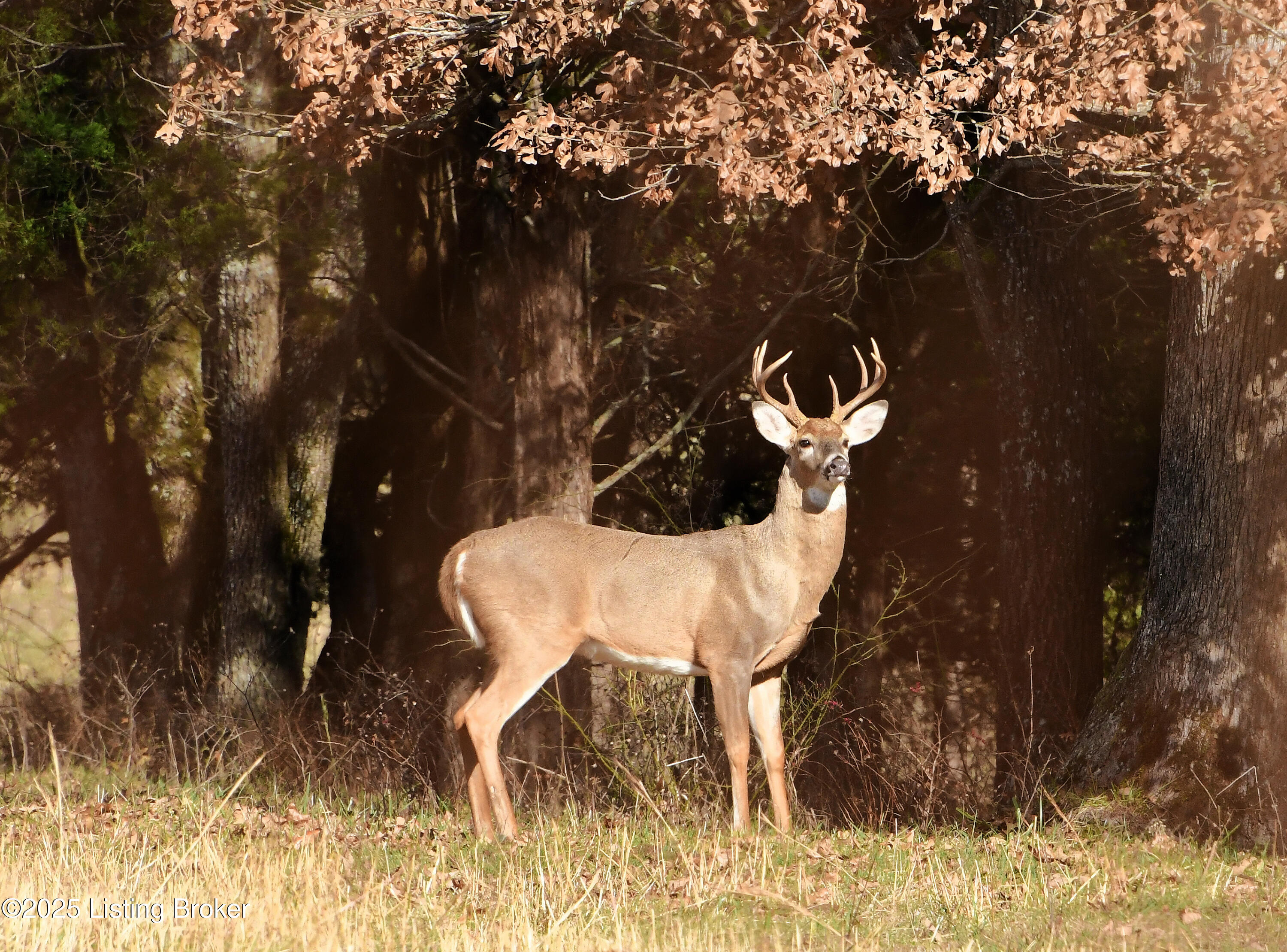 4200 Raywick Rd, Raywick, Kentucky image 23