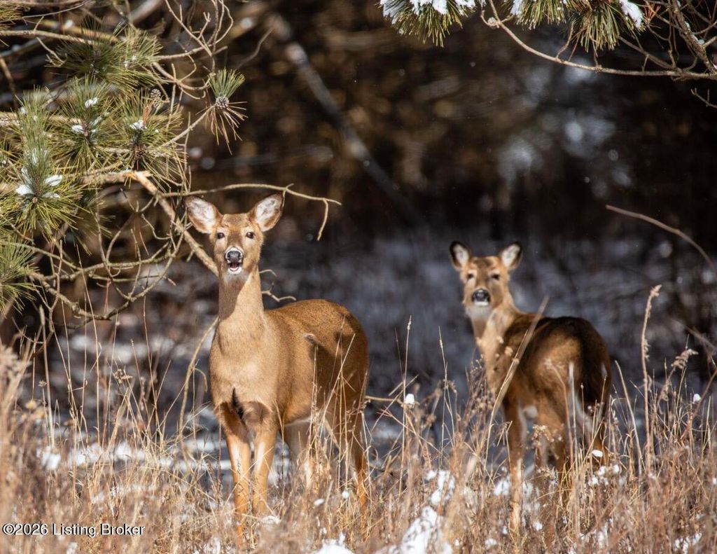 Photo of 2325 Pattons Creek Rd, Pendleton, KY 40055 (MLS # 1710664)