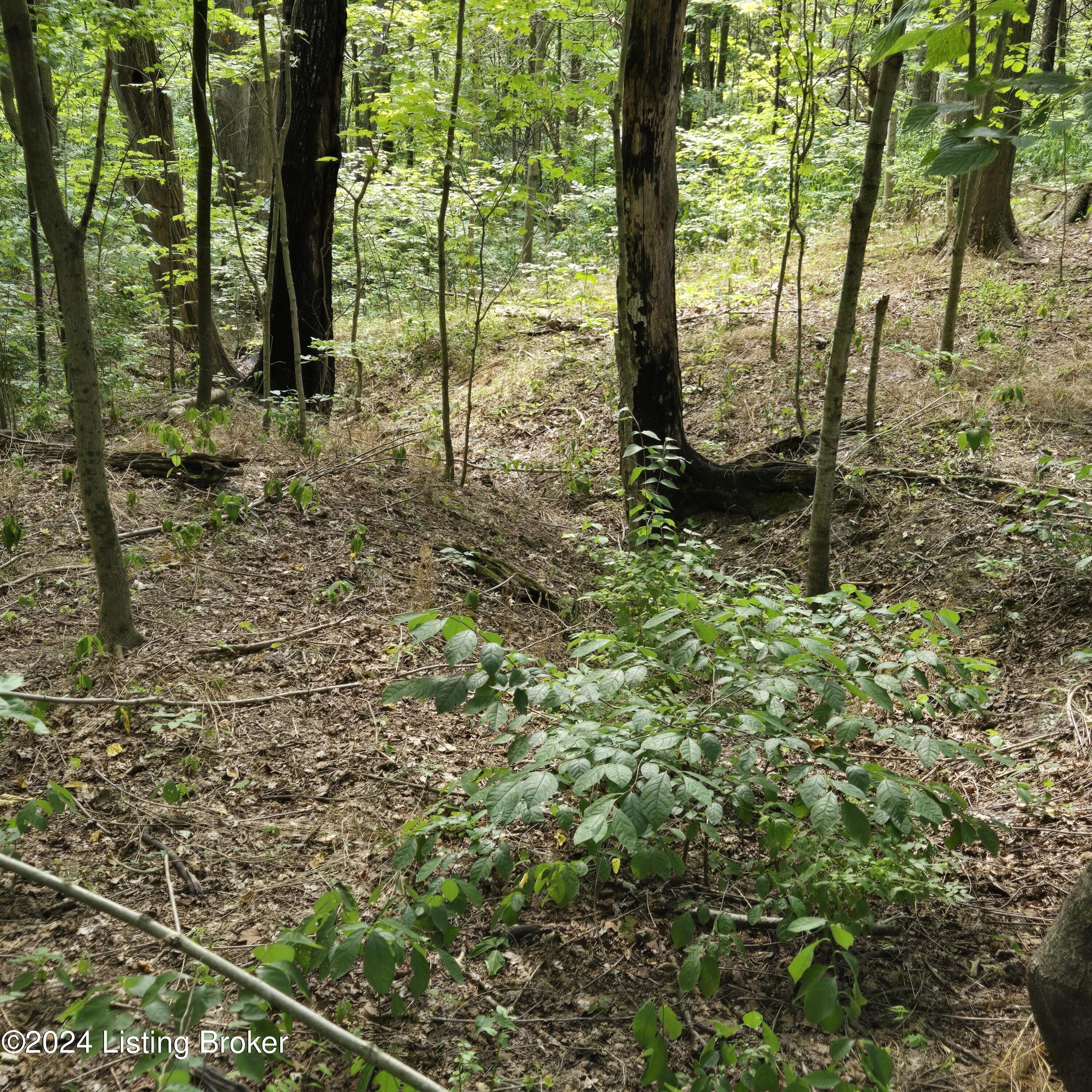 1029 Bucks Run Rd, Ghent, Kentucky image 43