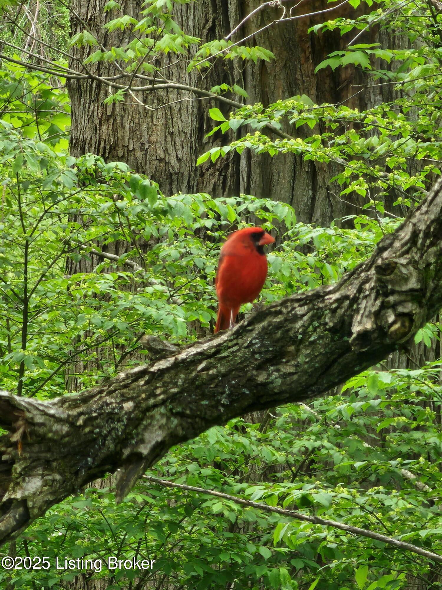 0000 Rineyville Big Springs Rd, Rineyville, Kentucky image 15