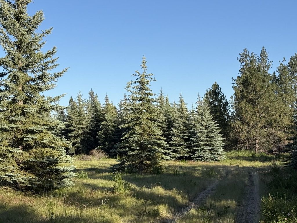 Photo of 119XX S Spruce Tree Ln, Mica, WA 99023 (MLS # 202619115)