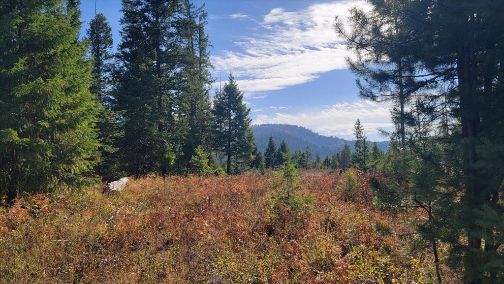 Photo of NKN Green Rd, Newport, WA 99156 (MLS # 202626065)