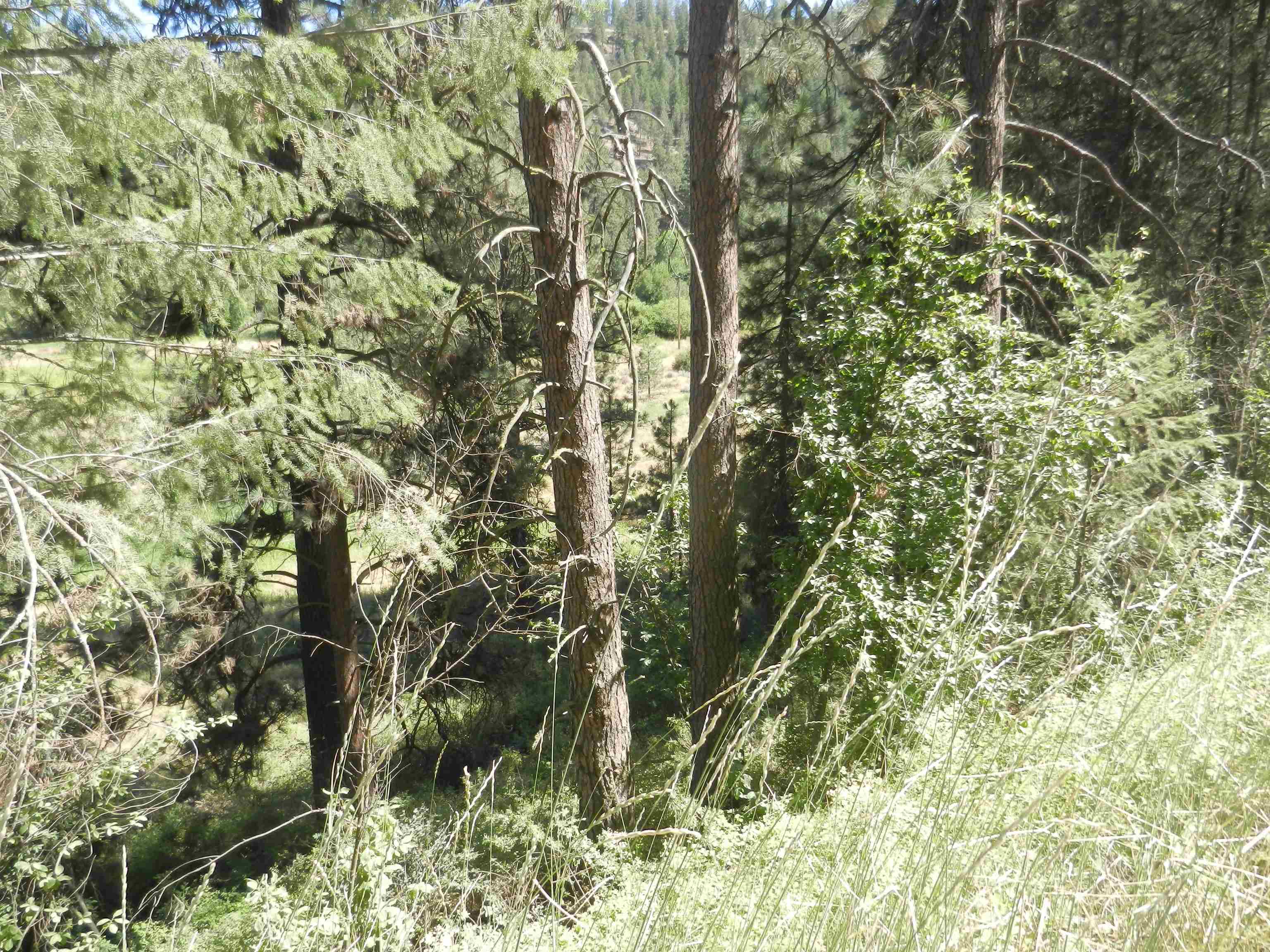 Photo 12 of 25 of 33520 Hawk Creek Ranch Rd N Tract 125 land