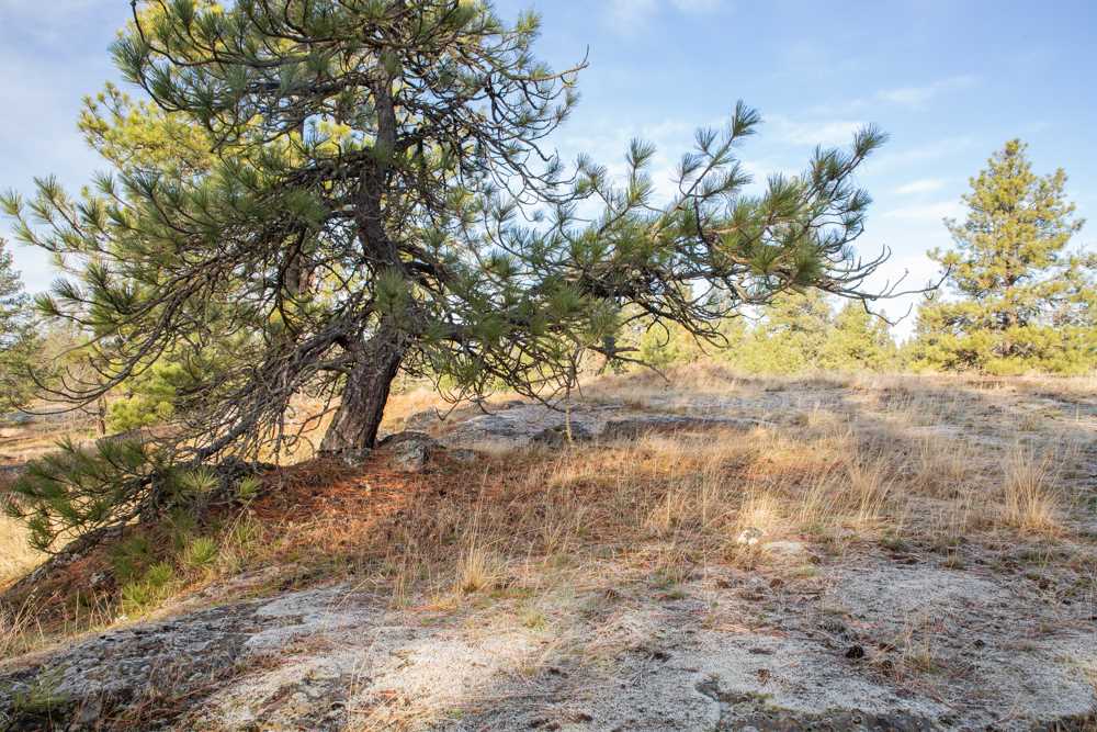 Photo 15 of 19 of NNA Medical Lake Rd land