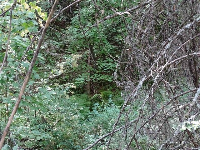 Photo 4 of 5 of xxx48131.9030 Deer Creek Rd land