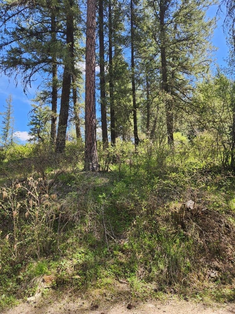 Photo of 20866 N Mt Carlton Rd, Mead, WA 99021 (MLS # 202625587)
