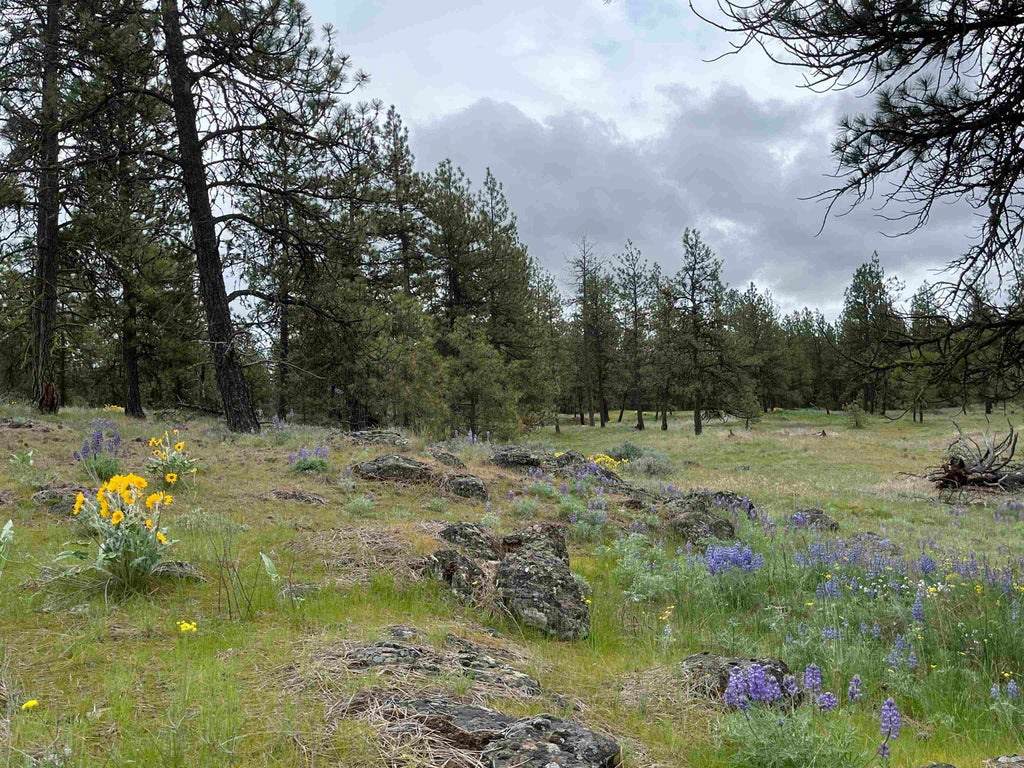 Photo of 21XXX S Harrison Rd, Edwall, WA 99008 (MLS # 202619993)