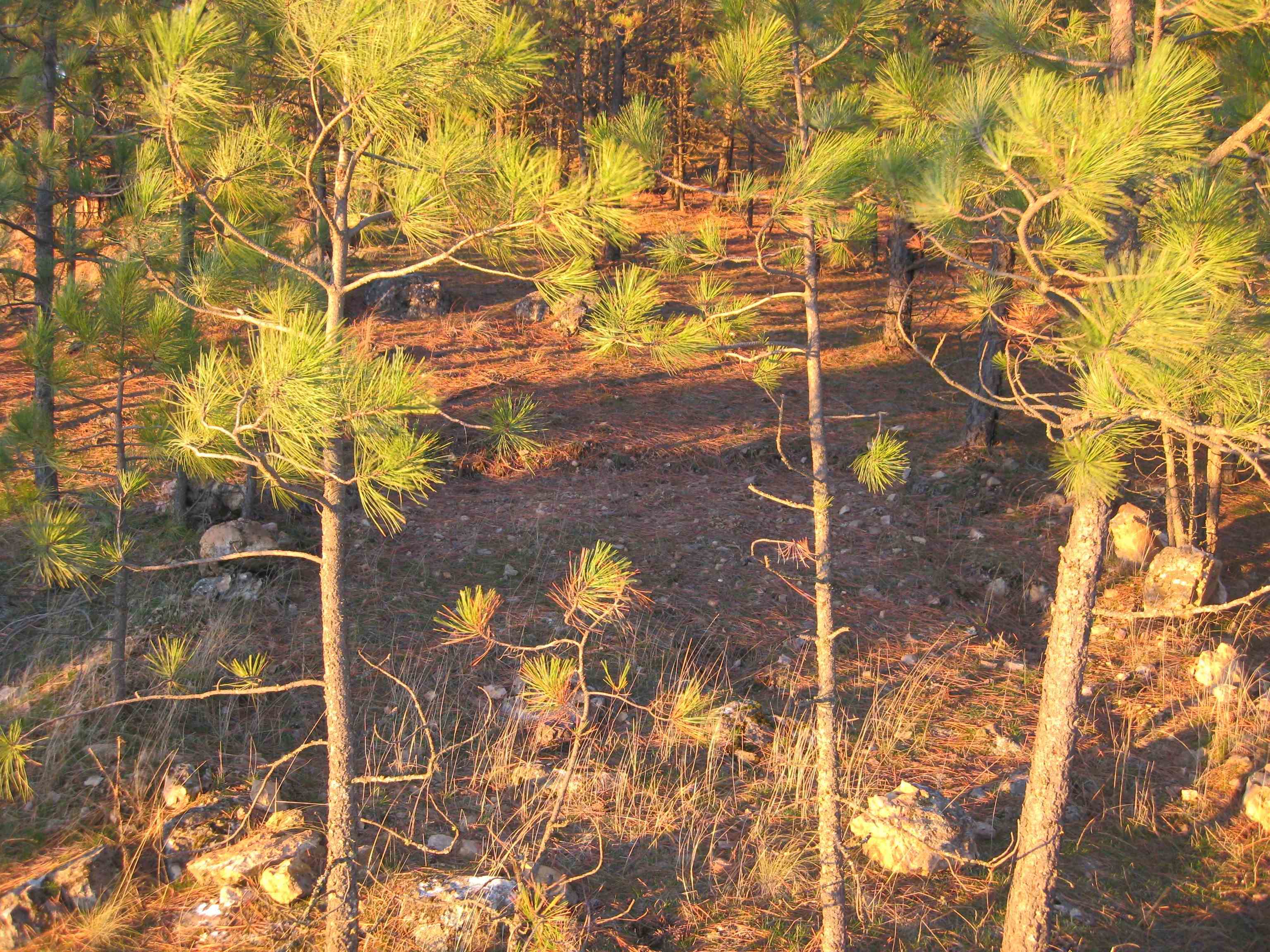 Photo 21 of 31 of 4249 D Hwy 231 Hwy land