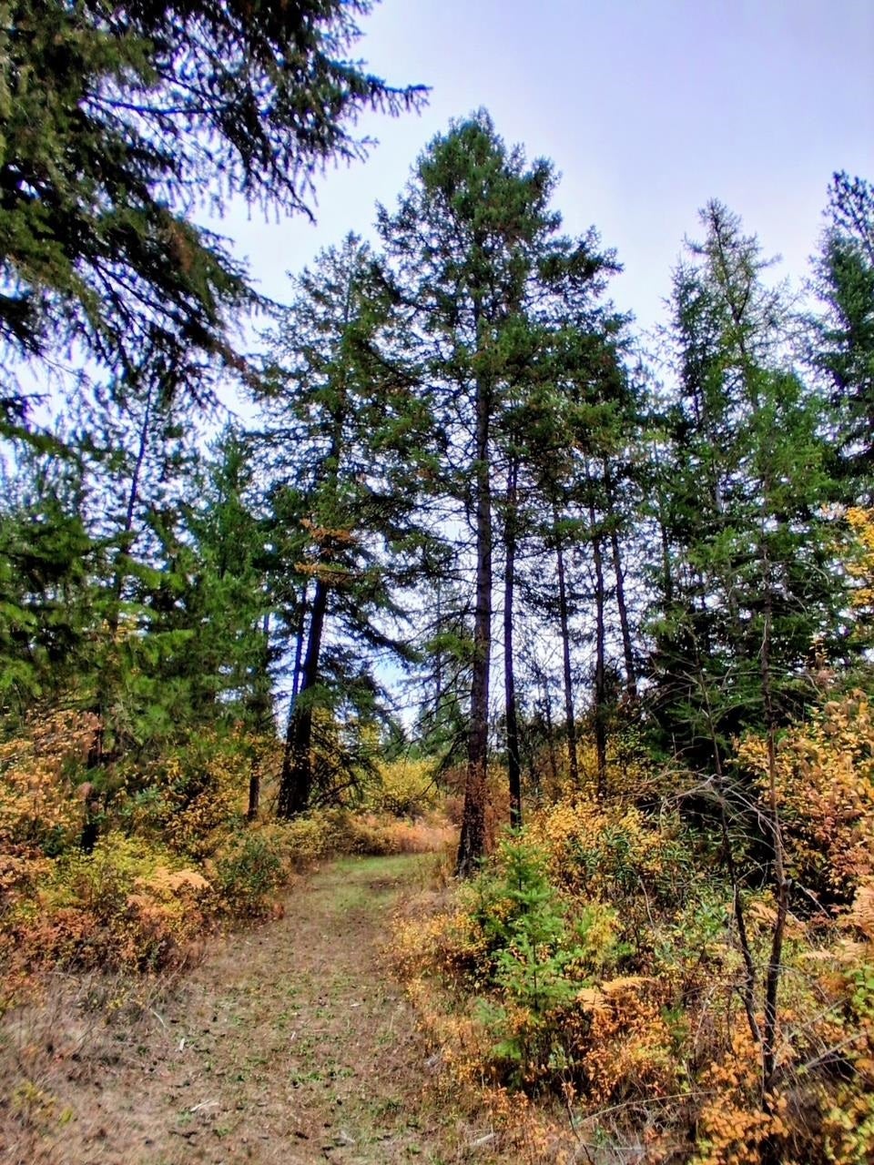Photo of 706 mccammon Rd, Elk, WA 99009 (MLS # 202623501)