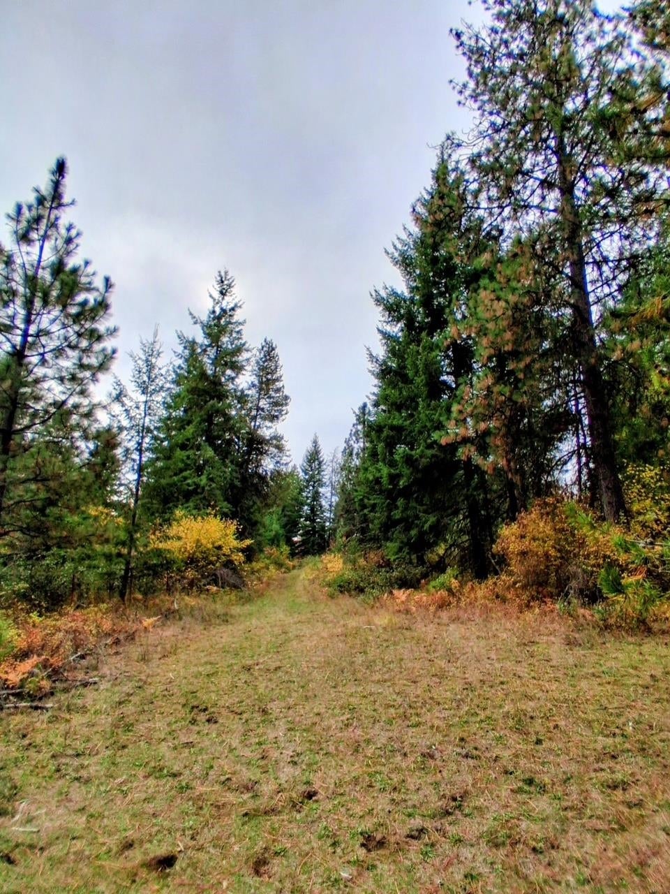 Photo of 706 mccammon Rd, Elk, WA 99009 (MLS # 202623501)