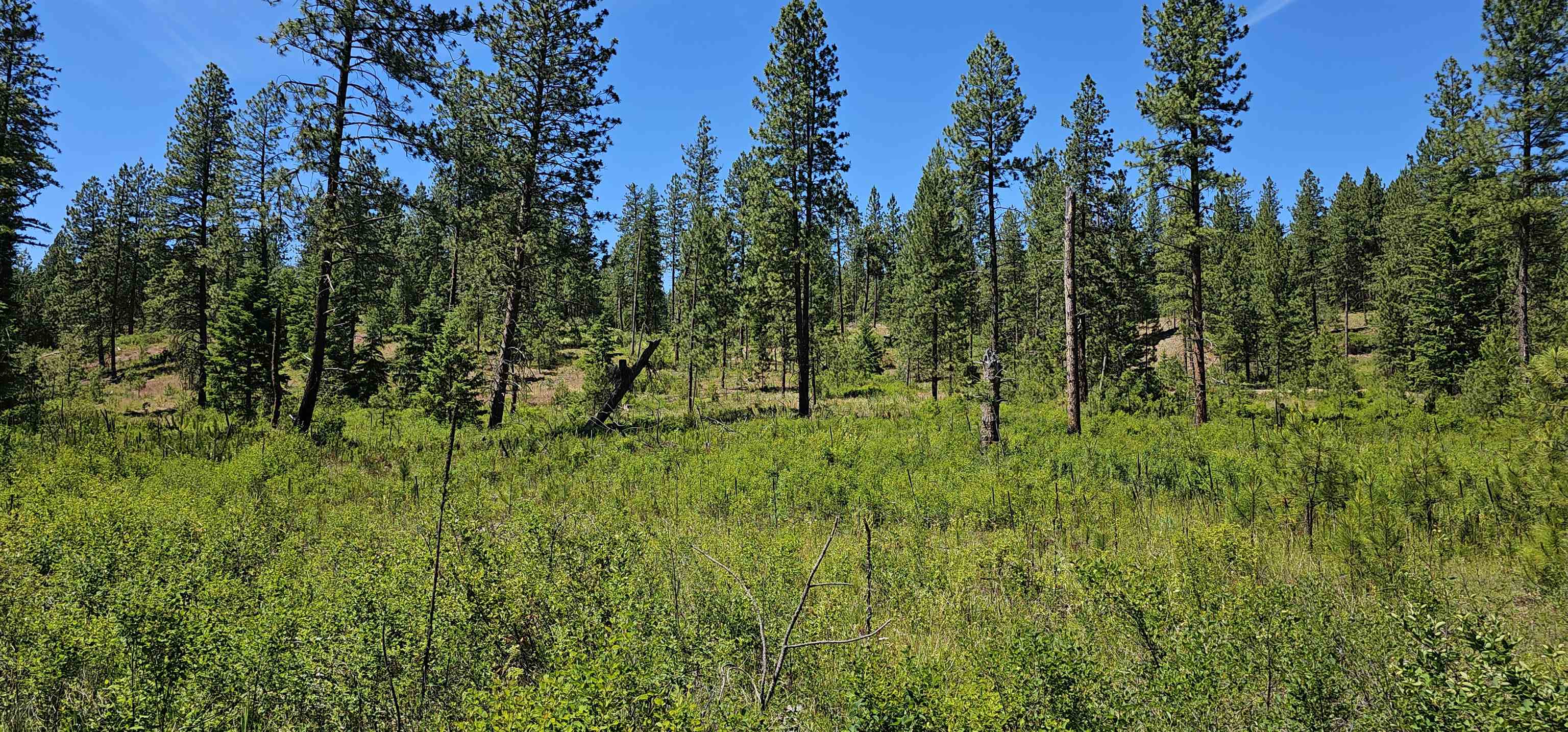 Photo 1 of 38 — 20X Lynx Rd, Inchelium, WA 99138