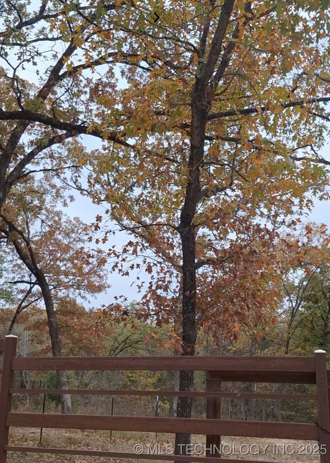 Dogwood Lane