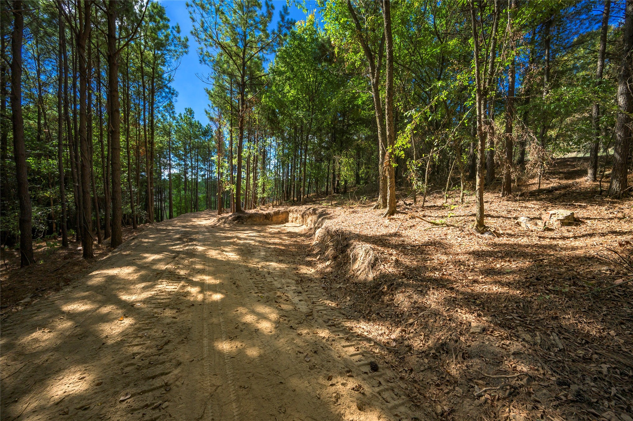 256 Woodsman