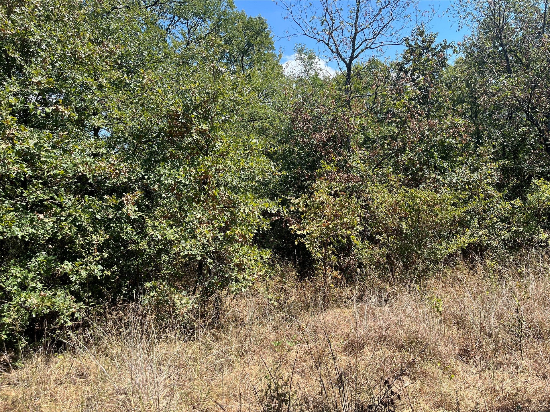Kickapoo Avenue
