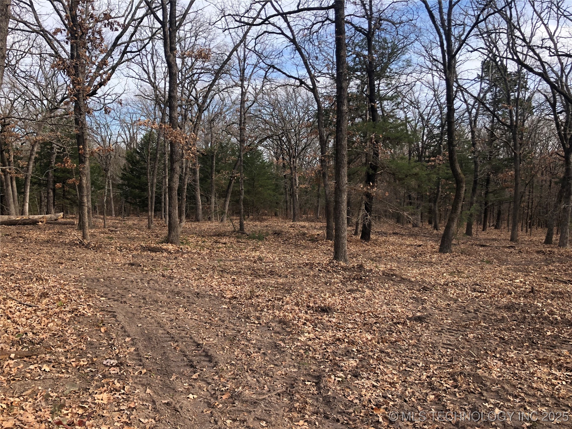 Palomino Lane