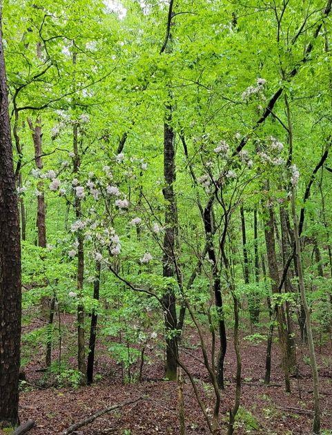 2 Brushy Mountain Road, Rockmart, Georgia image 2
