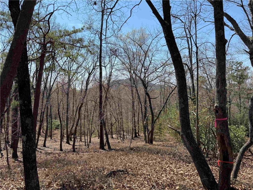 A Highland Forest Road, Cleveland, Georgia image 8