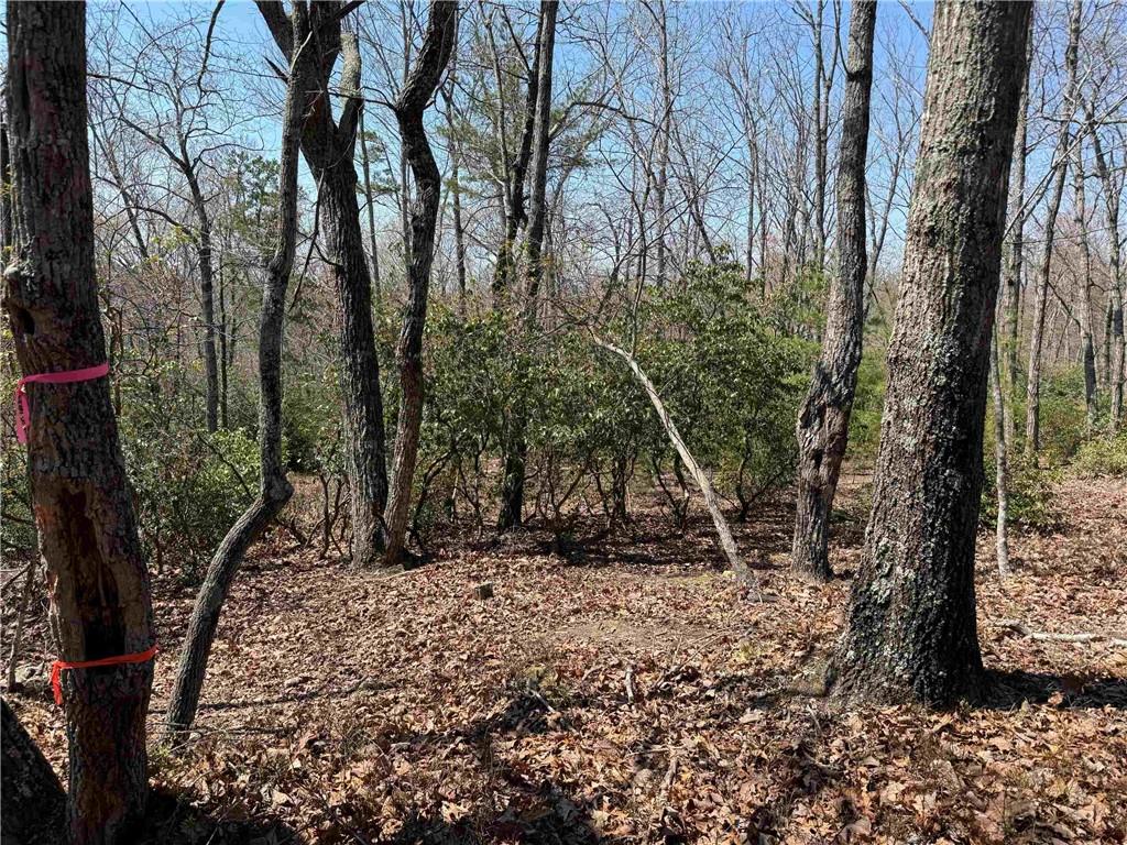 A Highland Forest Road, Cleveland, Georgia image 5