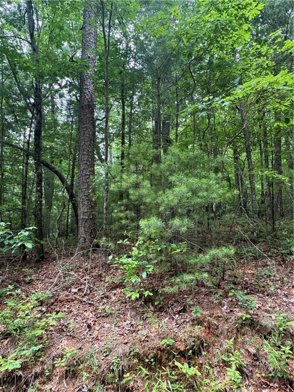 Nimblewill Creek Road, Dahlonega, Georgia image 6