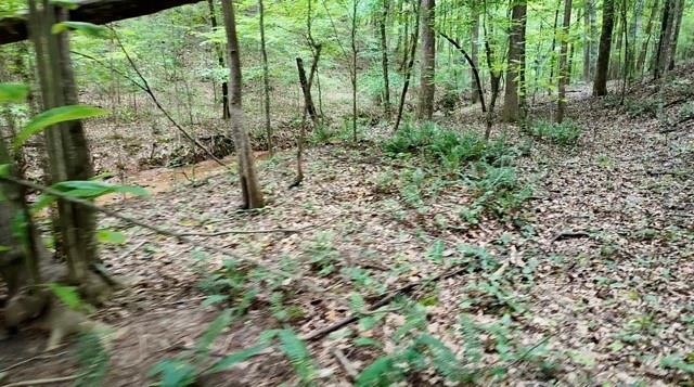 6260 White Mill Road