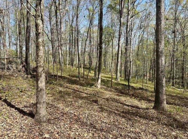 Cabin Lake Rd, Cleveland, Georgia image 6