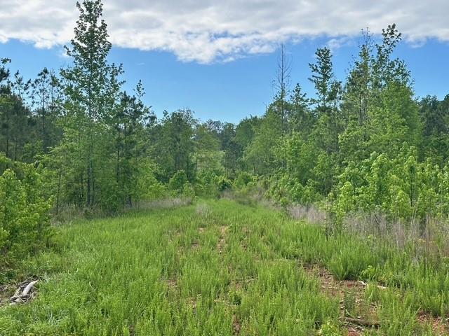 00000 Satcher Road, Taylorsville, Georgia image 8
